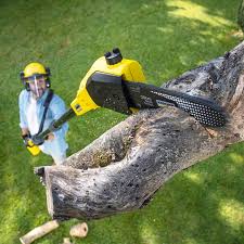 How Our Tree Care Process Works  in  Tequesta, FL